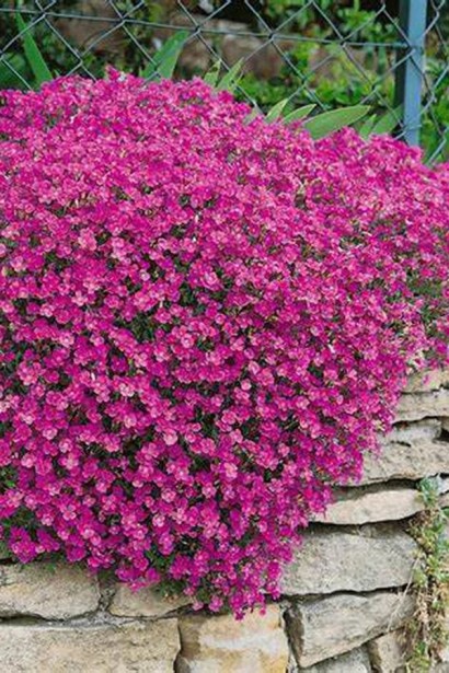 Обрієта гібридна `Каскад Пінк` | Aubrieta hybrida `Cascade Pink` | Обриета гибридная `Каскад Пинк` 